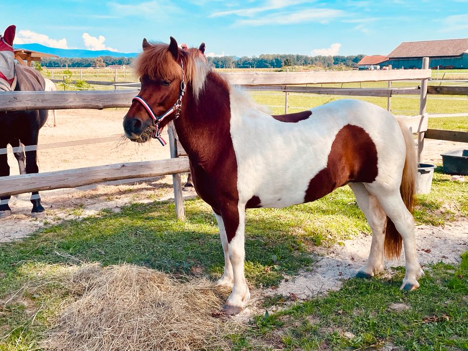 Reittherapie / Therapeutisches Reiten mit Isländern / Ponys in Niederwinkling