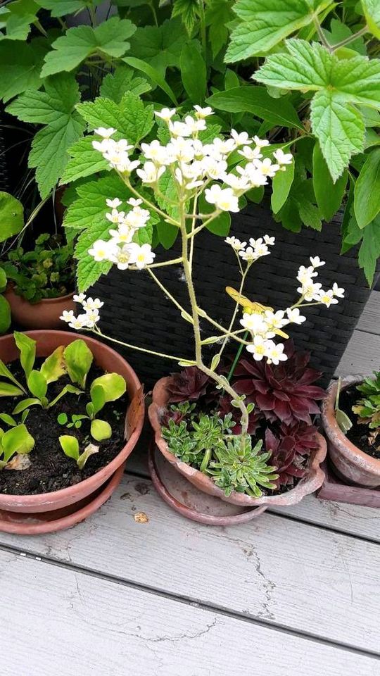 Bodendecker,wunderschön, winterfest, Steinbrech,lange weiße Blüte in Geltendorf