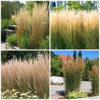 Reitgras "Karl Foerster" -Calamagrostis Niedersachsen - Glandorf Vorschau