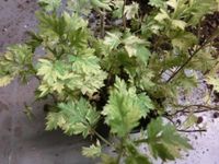 Beifuß bunter Beifuß Artemisia vulgaris variegata Niedersachsen - Schapen Vorschau