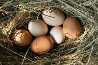 Frische Eier von freilaufenden Hühnern Baden-Württemberg - Gäufelden Vorschau
