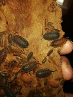 Asseln Porcellio scaber lava Sachsen-Anhalt - Havelberg Vorschau