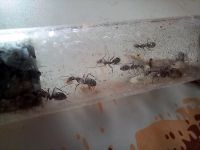 Camponotus japonicus Ameisen/ Ants Rostock - Evershagen Vorschau