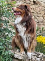 Australian Sheppard Rheinland-Pfalz - Trier Vorschau