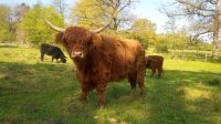 Highland Cattle Färse, Kuh, Hochland Rind Niedersachsen - Stelle Vorschau