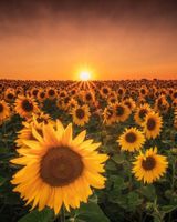 Interesse an einem Sonnenblumenfeld Shooting? Rheinland-Pfalz - Wörth am Rhein Vorschau