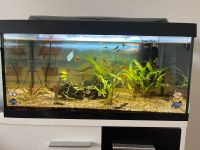 Aquarium-Auflösung Fischbestand Guppy und Antennenwelse Bayern - Pöttmes Vorschau