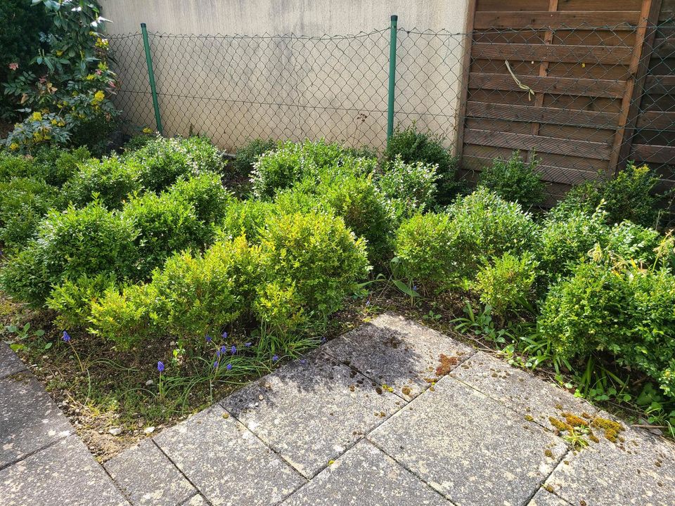 Buchsbaum Buchs Hecke Buchsbaumkugel ZU VERKAUFEN in Schwabach