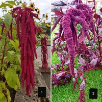 Amaranth Dreadlocks & Färber Amaranth Hopi Samen pink Garten Blum Nordrhein-Westfalen - Finnentrop Vorschau