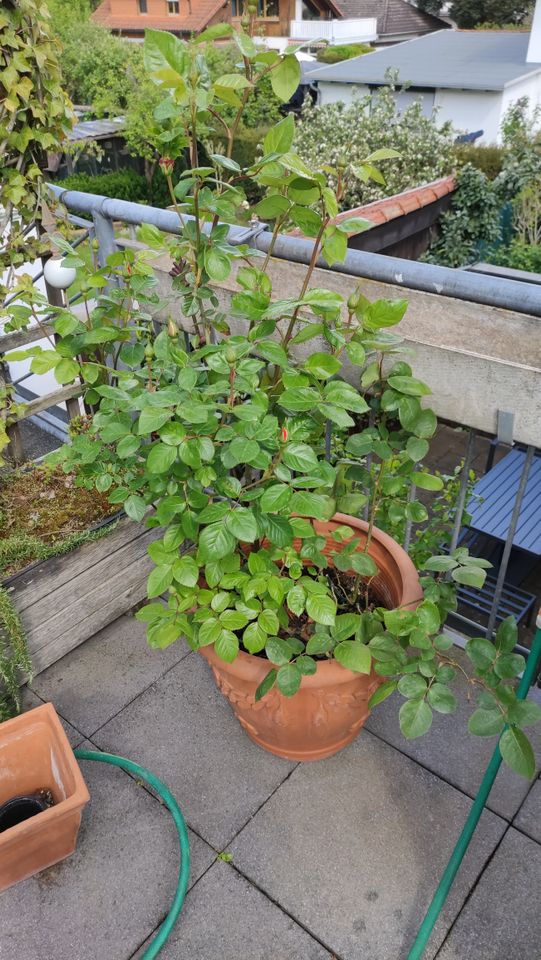 Rosenplanze im Terrakottatopf in Mörfelden-Walldorf