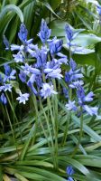 10 Hasenglöckchen Hyazinthe lila hellblau Frühblüher Zwiebeln Sachsen - Schwarzenberg (Erzgebirge) Vorschau