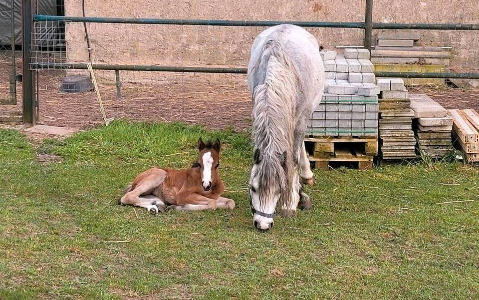 Welsh b Fohlen Stute Pony in Könnigde