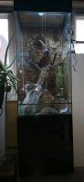 Glasterarium 120x60x60cm + Unterschrank Bonn - Beuel Vorschau