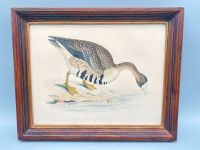 ORIGINAL HOLZSTICH FRANCIS ORPEN MORRIS WHITE FRONTED GOOSE 1850 Berlin - Charlottenburg Vorschau