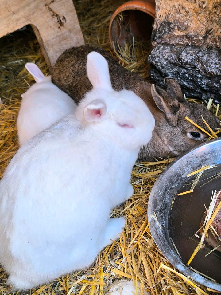 Kaninchen. in Stuttgart