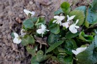 Weißes Duft-Veilchen Viola odorata 'Alba' winterhart Duftveilchen Hessen - Liebenau Vorschau