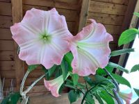 Engelstrompete (Brugmansia), rosa - sehr große Pflanze Bayern - Penzberg Vorschau