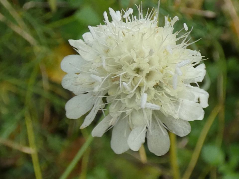 Gelbe Skabiose (Scabiosa ochroleuca) - 30 Samen in Dresden