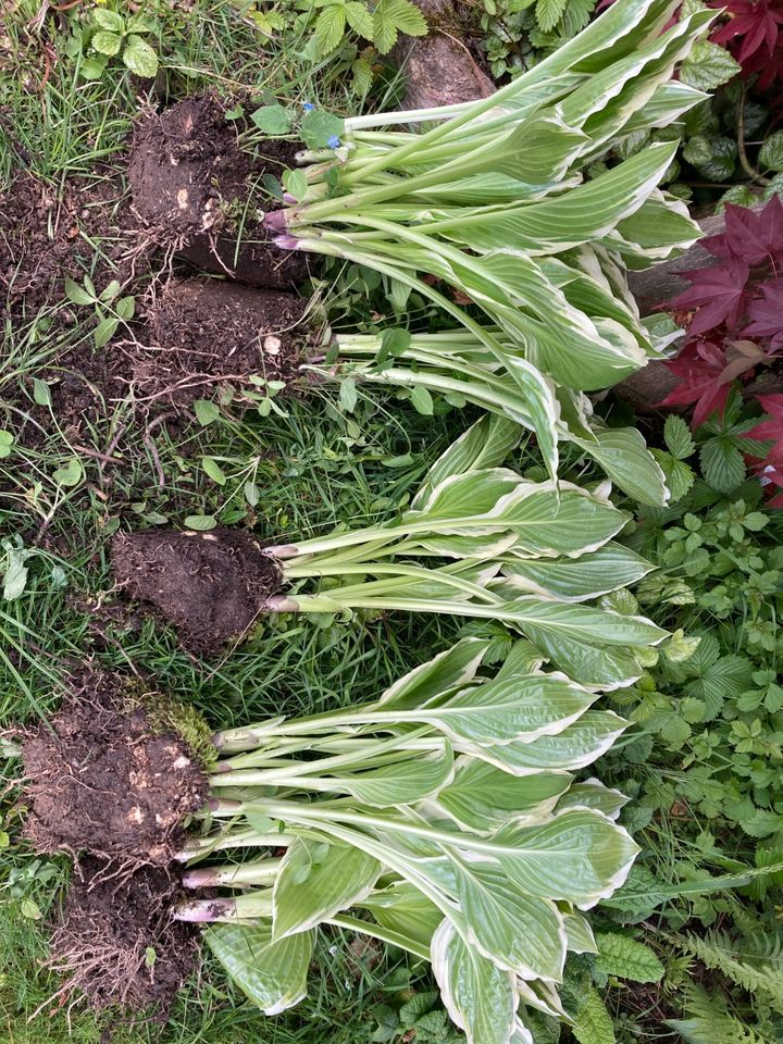 Hosta Funkien Lila Blühend Winterhart in Fürstenzell