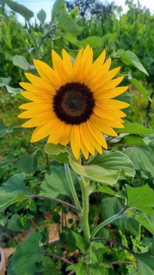 Samen Sonnenblume "Hohe Riesen" in Freiburg im Breisgau - Wiehre | eBay  Kleinanzeigen ist jetzt Kleinanzeigen