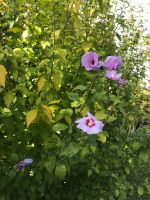 Hibiskus Jungpflanzen für Draußen winterhart Nordrhein-Westfalen - Mönchengladbach Vorschau