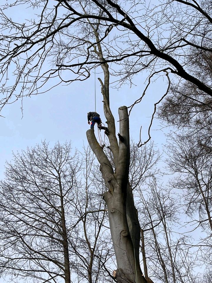 Holzeinschlag Holzrückung Baumfällungen Baumpflege Stubbenfräsen in Zwoenitz