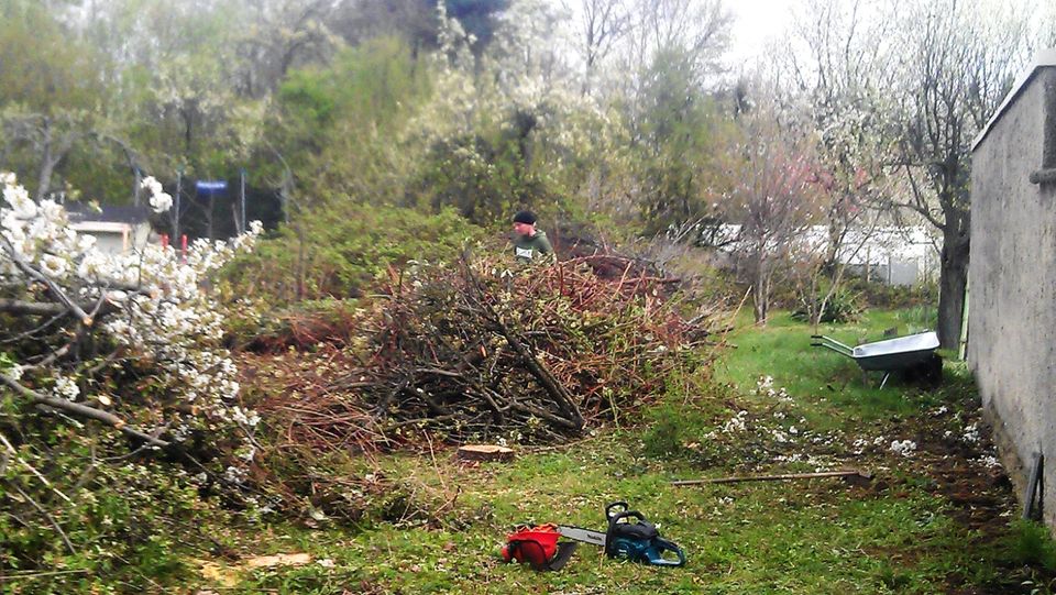 Verwilderten Garten neu gestalten: Astschretter-Stubbenfräse- usw in Senftenberg