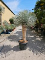 Yucca Rostrata "Blue Swan" Blaue Palmlilie Nordrhein-Westfalen - Oer-Erkenschwick Vorschau