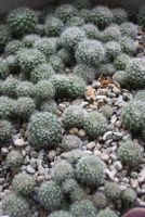 Kaktus Rebutia senilis rote Blüte Stuttgart - Plieningen Vorschau