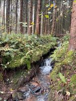 Wald Wiese Erholungsfläche Wasser Eifel Garten Freizeitgrundstück Rheinland-Pfalz - Densborn Vorschau