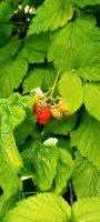 Sommerhimbeeren ohne Dornen, Staude,  winterhart Niedersachsen - Helmstedt Vorschau