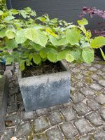 Haselnuss kleine Pflanze für Garten oder großes Pflanzgefäß Nordrhein-Westfalen - Oberhausen Vorschau