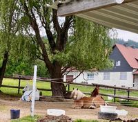 KOSTENLOSE Reitbeteiligung gegen Mithilfe im Stall zu vergeben Hessen - Spangenberg Vorschau