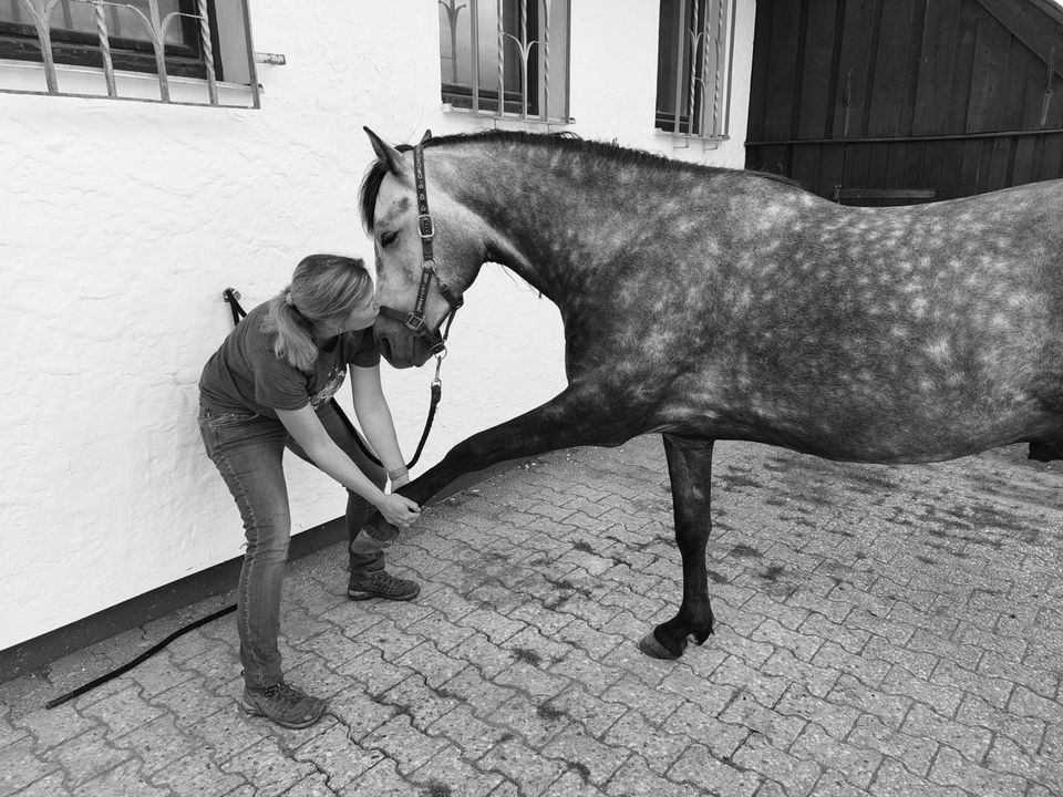 Tierphysio Simone Desalm in Nürnberg (Mittelfr)