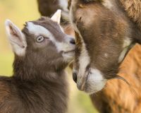 männliche Thüringer Waldziegen Lämmer Sachsen - Rathen Vorschau