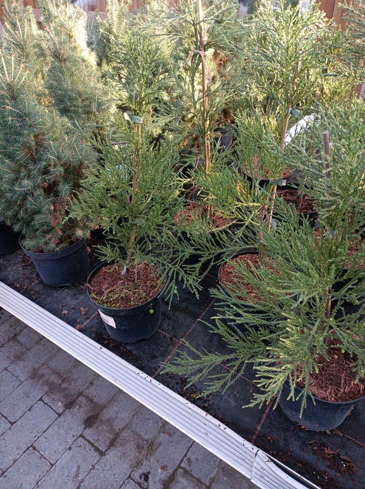 Mammutbaum sequoiadendron giganteum Greenpeace 60-80cm in Nordkirchen