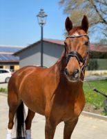 Sportpferd Baden-Württemberg - Ludwigsburg Vorschau