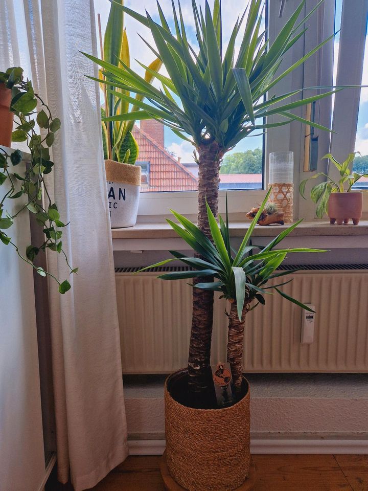 Yucca Palme Zinmerpflanze groß in Mettingen