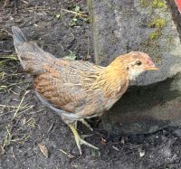 Junges Huhn Biohuhn freilaufend Niedersachsen - Wiefelstede Vorschau