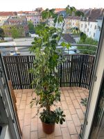 Strahlenaralie - Schefflera arboricola zu verkaufen Nürnberg (Mittelfr) - Oststadt Vorschau