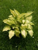 Hosta Funkie Stauden Pflanzen Blumen Garten 2 Liter Topf Niedersachsen - Rhauderfehn Vorschau