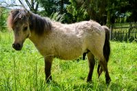 Mini Shetty Hengst Minishetty Shetland Pony Thüringen - Gera Vorschau