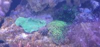 Aquarium meerwasser Fische Korallen gesucht Niedersachsen - Brake (Unterweser) Vorschau