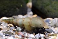 Malaiische Turmdeckelschnecken (lang gedrehte) Aquarium Schnecke Rheinland-Pfalz - Landau in der Pfalz Vorschau