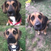 Wurfgeschwister und Geschwister gesucht : Beagle-Mischling aus Le Leipzig - Engelsdorf Vorschau