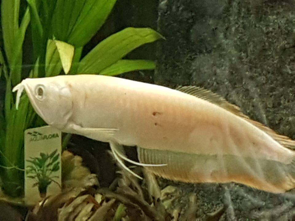 Albino Arowana 10-12cm 99,-€ / 3 Stück 270,-€ in Duisburg