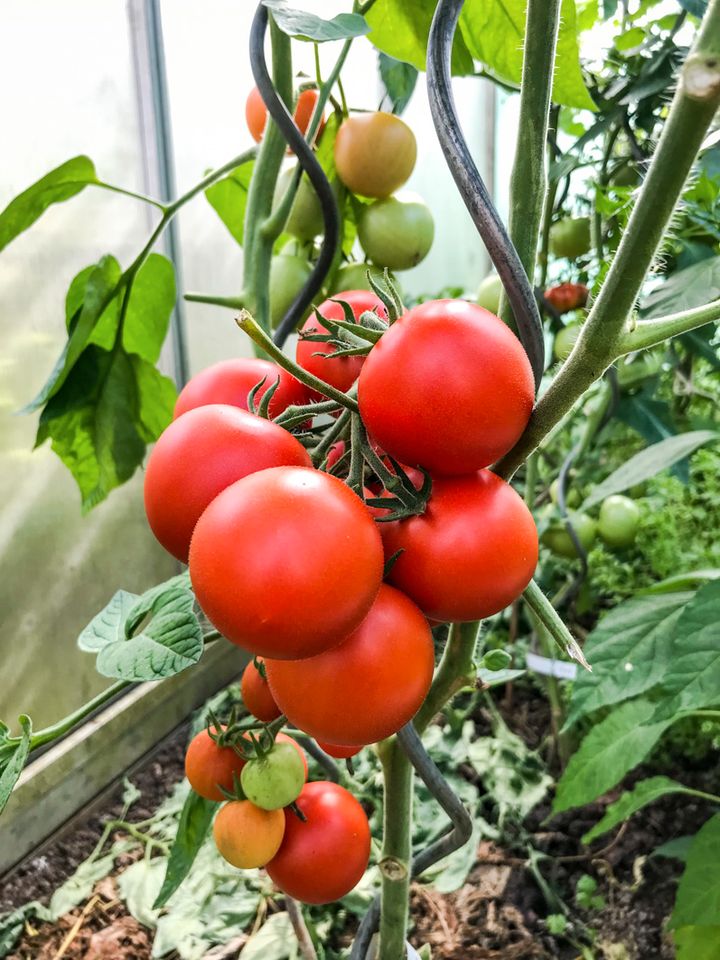 OPA's beste Tomate: rot, aromatisch+fruchtig top Ertrag 15 Samen in Waigolshausen