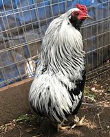 Araucana Bruteier    Zwerg ‼️Araucana silberhalsig Rheinland-Pfalz - Klein-Winternheim Vorschau