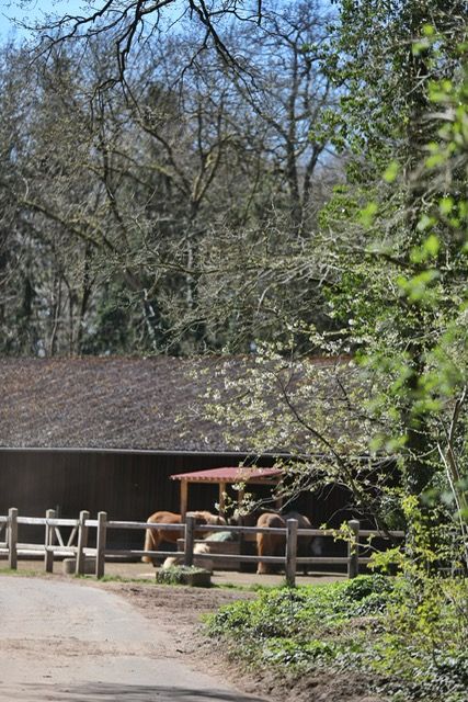 NEU Reitunterricht Gruppenunterricht Ponyclub Kinder Umgang in Neuenkirchen