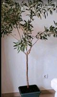 Olivenbaum gesund gepflegt winterhart Nordrhein-Westfalen - Mülheim (Ruhr) Vorschau